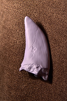 DINO10003 Зуб Горгозавра